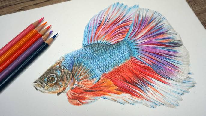 2D Fish Drawing