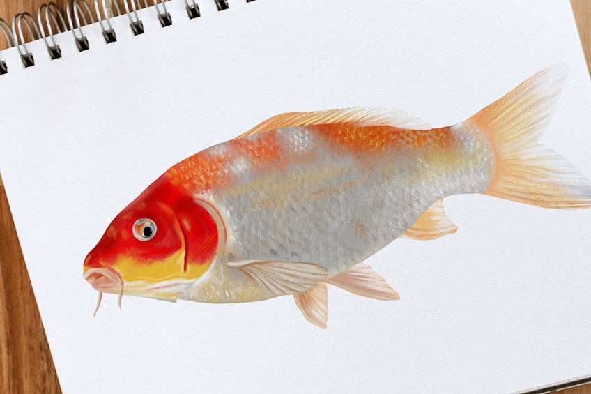 Abstract Fish Drawing