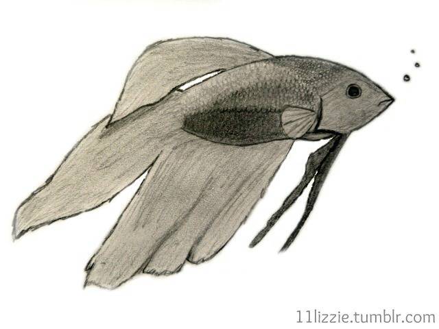 Aesthetic Koi Fish Drawing