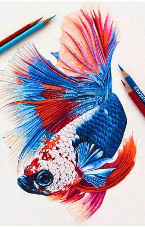 Angelfish Sketch