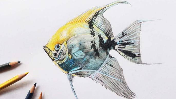 Beautiful Fish Drawing With Colour