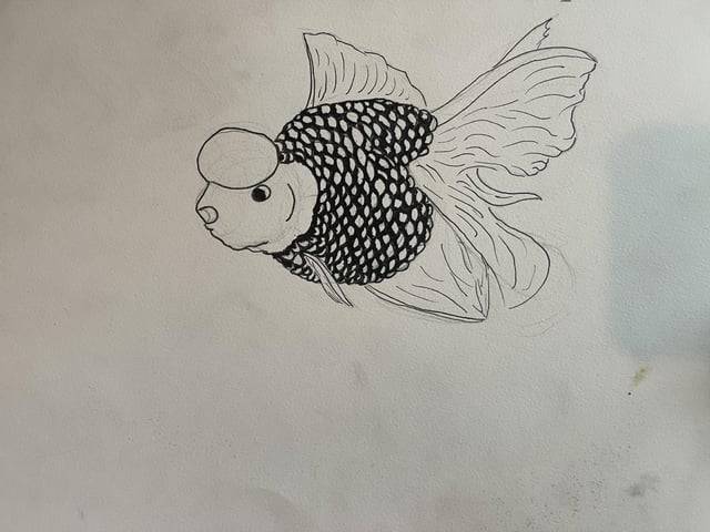 Black Crappie Drawing