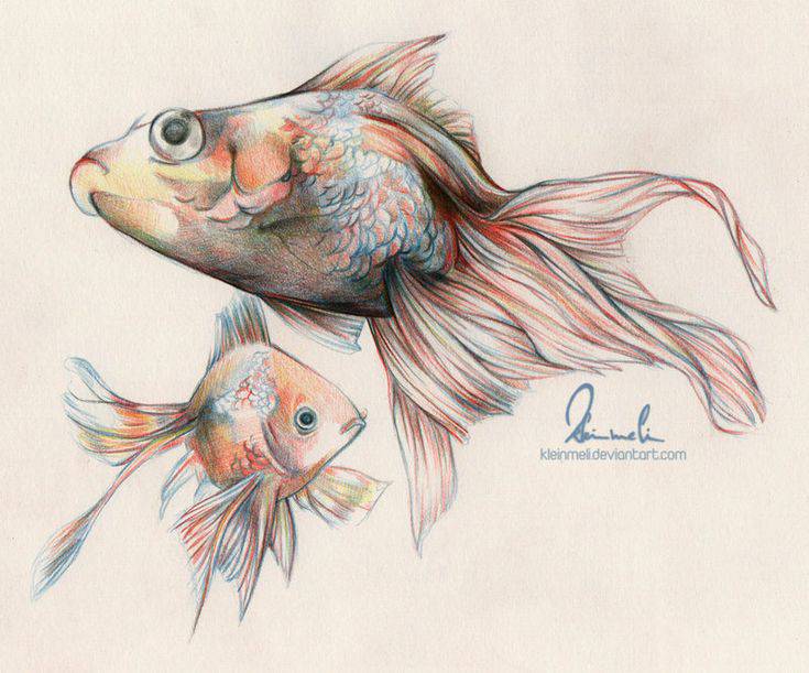 Black Moor Goldfish Drawing