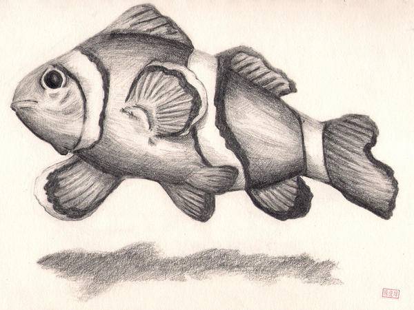 Cartoon Puffer Fish Drawing