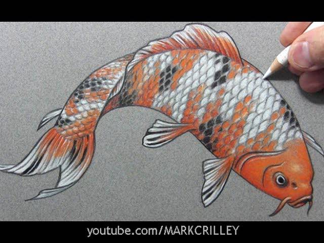 Cat Fish Drawing