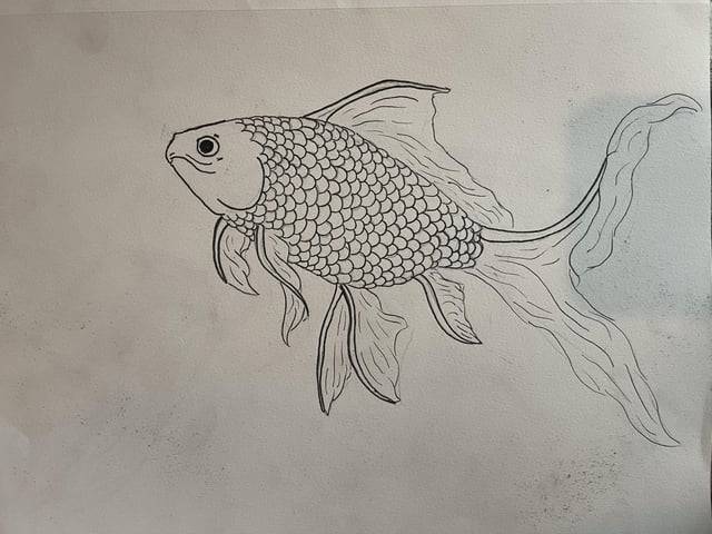 99+ Easy Fish Drawing Ideas