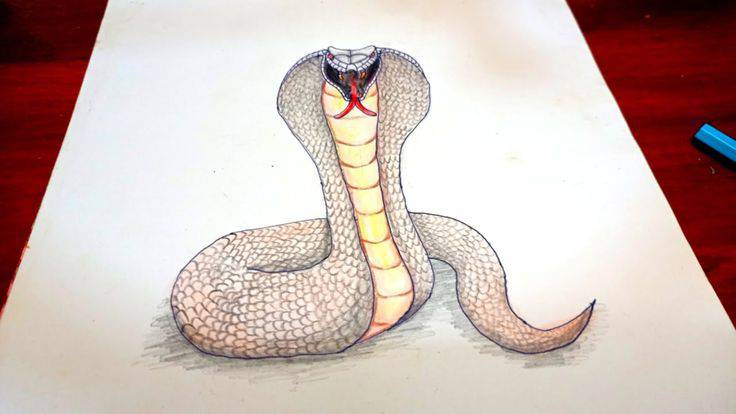 Cobra Snake Draw