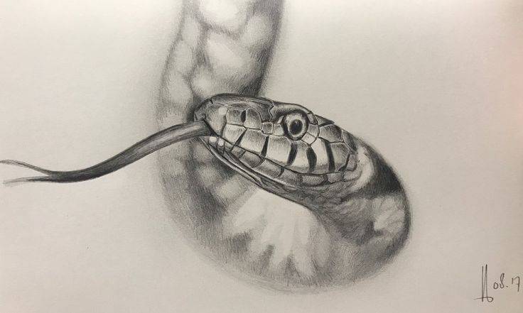 Cobra Snake Sketch