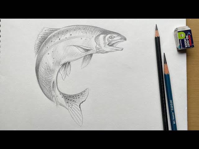 Cod Easy Drawing