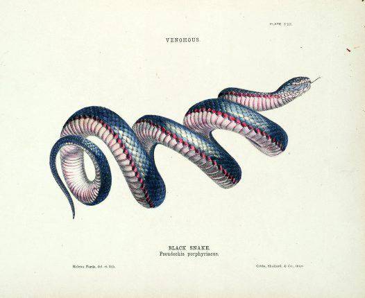 Coiled Rattlesnake Drawing