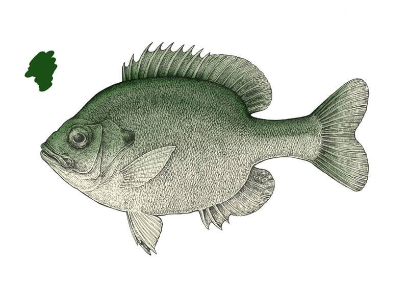 Colored Pencil Drawings Of Fish