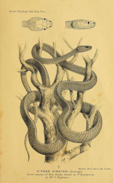 Diamondback Snake Drawing