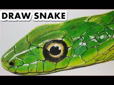 Draw With Rob Snake