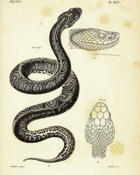 Drawing Of Cobra Snake