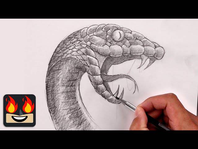 Drawings Of Anacondas