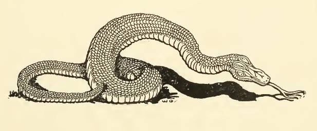 Easy Snake Drawing Tattoo