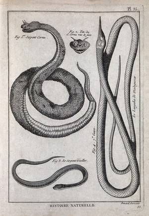 Egyptian Snake Drawing