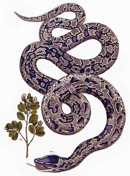 Illustration Snake