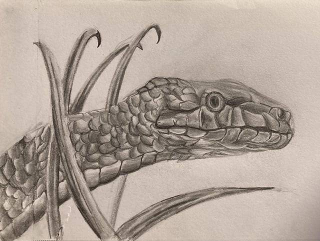 Pencil Sketches Of Snakes