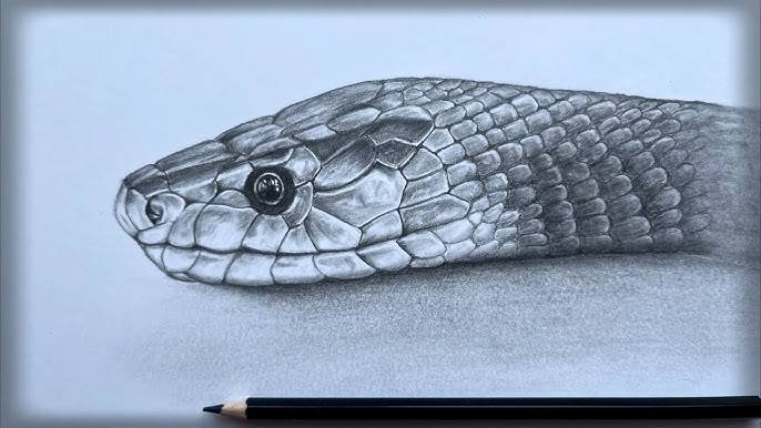 Rattlesnake Images Drawing