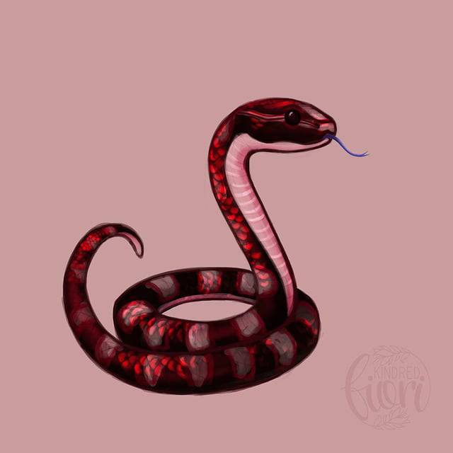 Rattlesnake Rattle Drawing