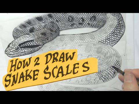 Rattlesnake Skull Drawing