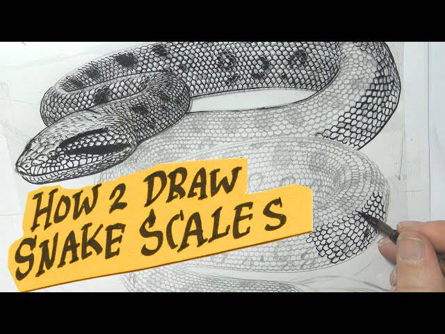 Realistic Rattlesnake Drawing