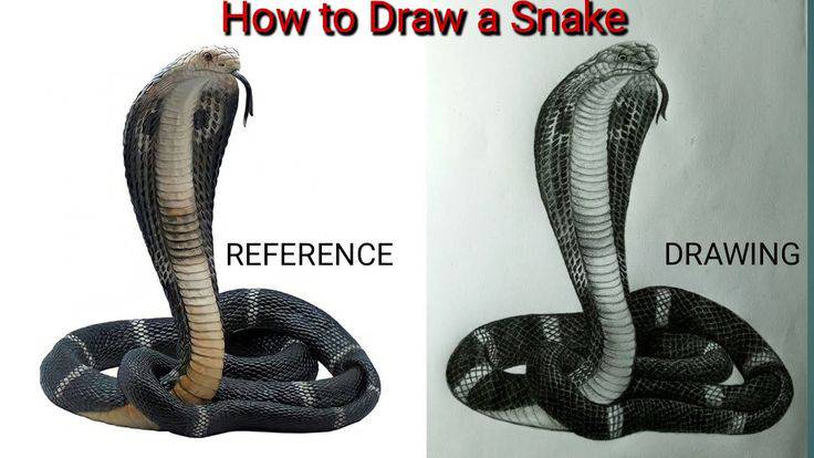 Simple Snake Illustration