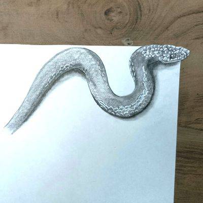 Snake Basic Drawing