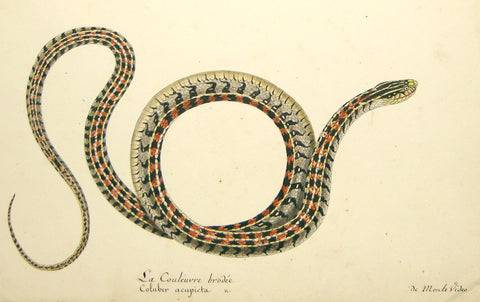 Snake Drawing Art