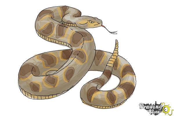 Snake Drawing Drawing